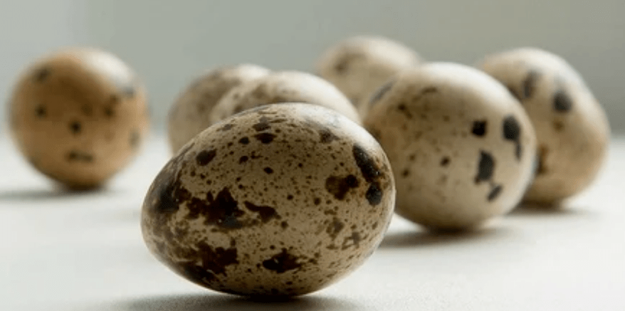 ovos de codorniz por potencia